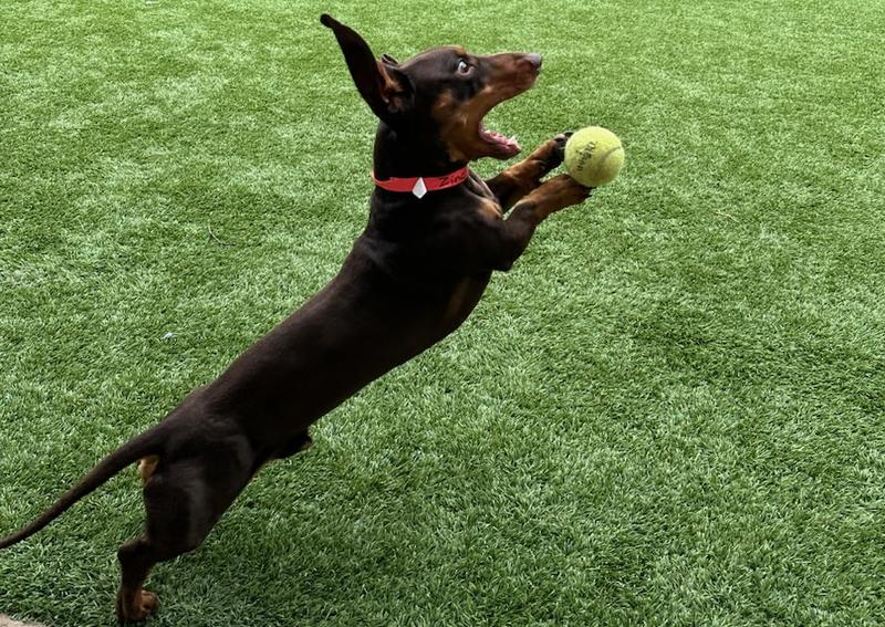 Carousel Slide 2: Pet boarding services